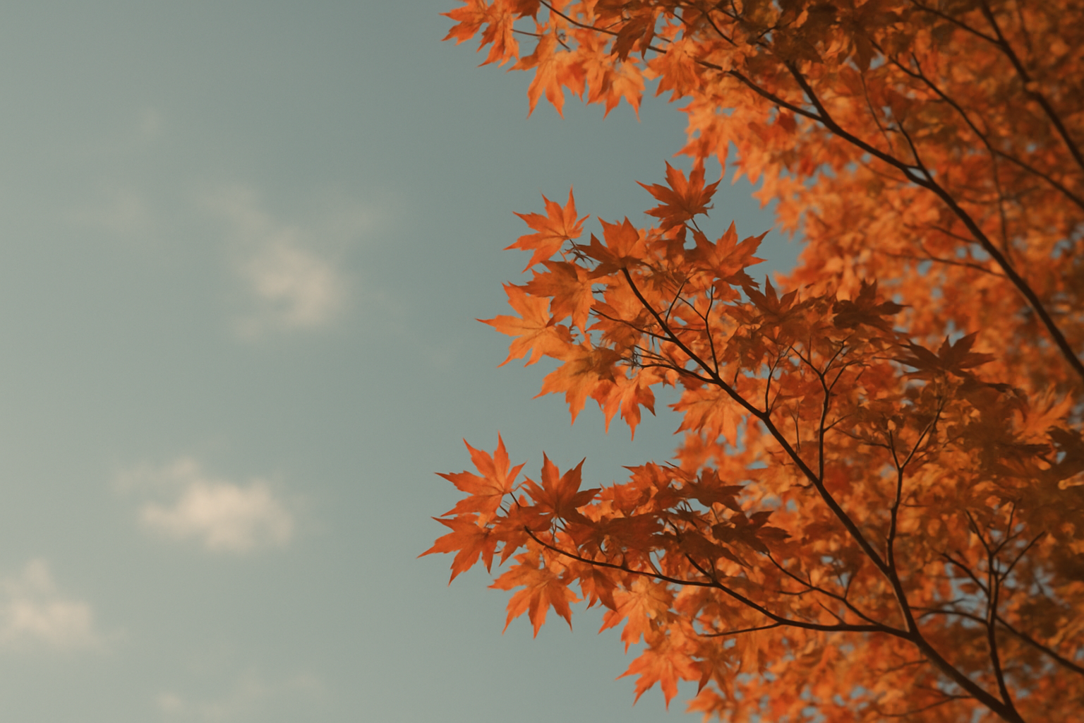 秋晴れの空と紅葉のイメージ