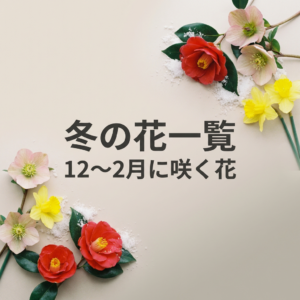 winter-flowers