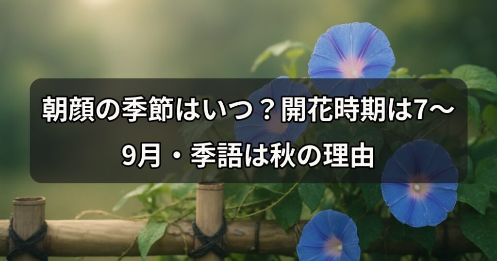 asagao-kisetsu