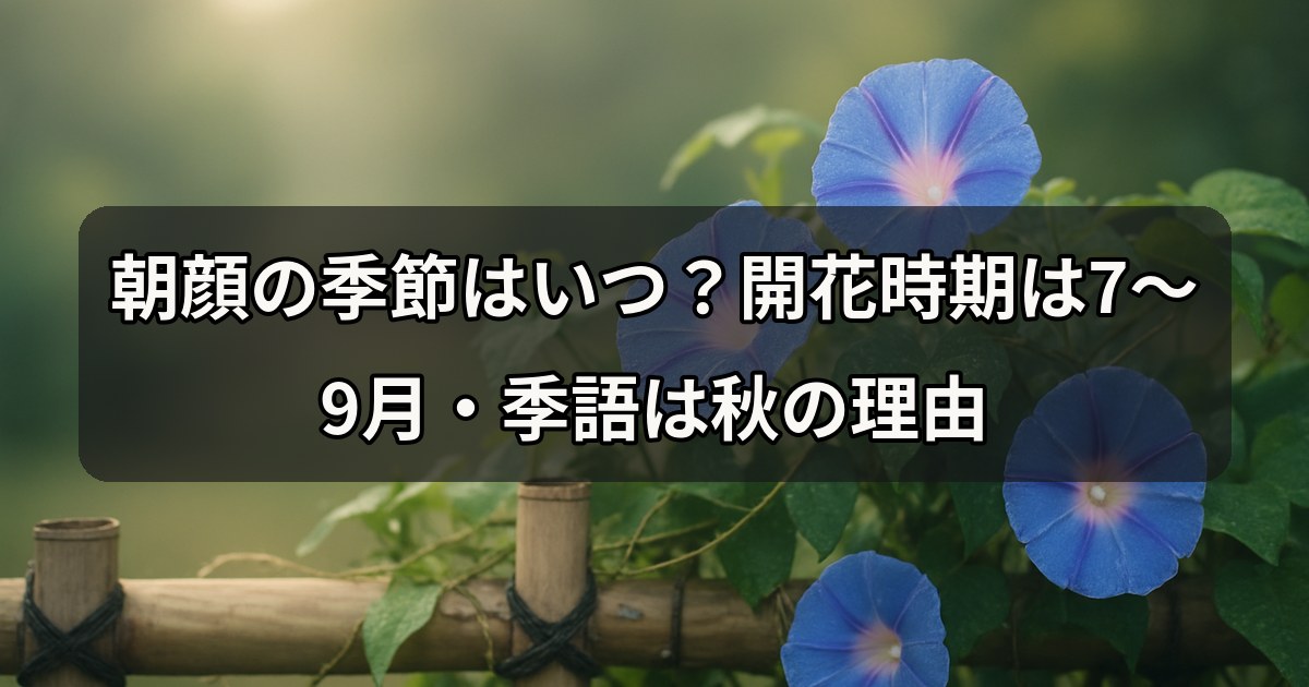 asagao-kisetsu