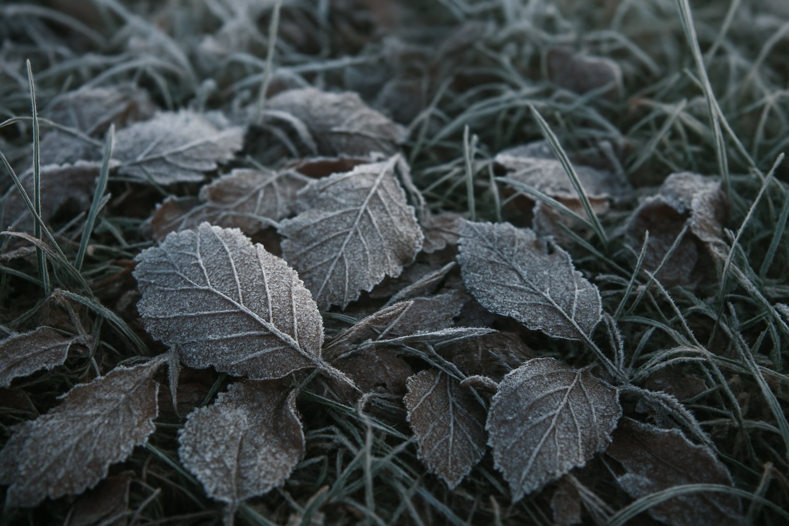 早朝、落ち葉や草の葉に白い霜が降りている様子を捉えた、落ち着いたトーンの写真風イメージ